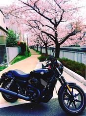 ハーレーダビッドソン Street750